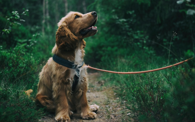 Wat kost een hond per maand? Alle honden kosten inzichtelijk