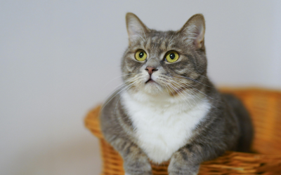 Wat kost een kat per maand? Alle katten kosten inzichtelijk