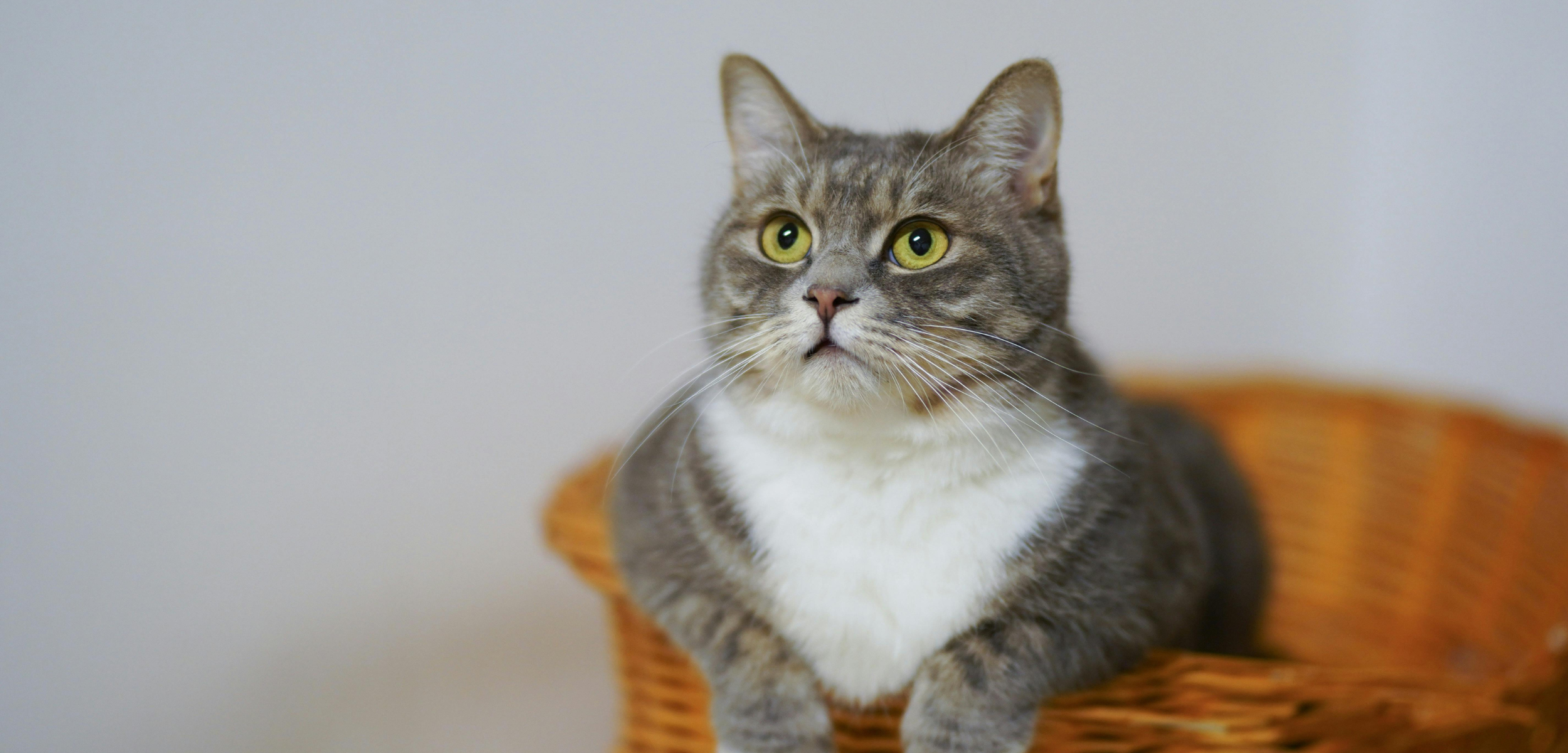 Wat kost een kat per maand? Alle katten kosten inzichtelijk Wat kost een kat per maand? Alle katten kosten inzichtelijk